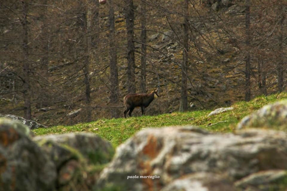La Mura' - Il Vostro Posto Nel Gran Paradiso Ronco Canavese Dış mekan fotoğraf