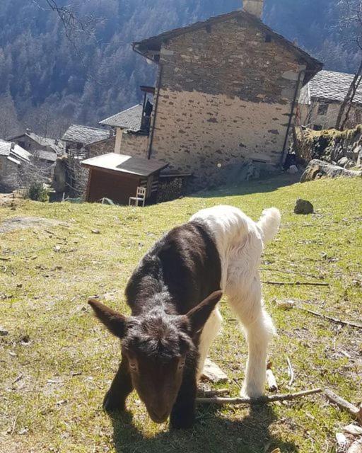 La Mura' - Il Vostro Posto Nel Gran Paradiso Ronco Canavese Dış mekan fotoğraf