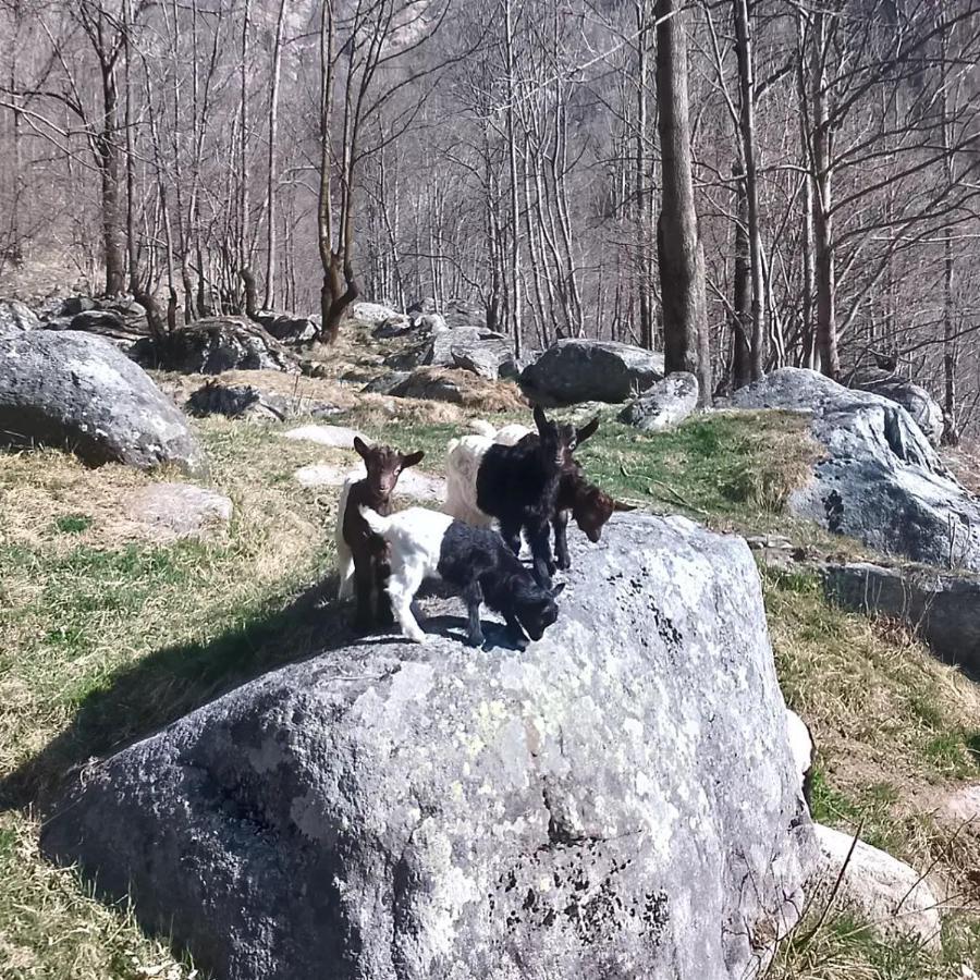 La Mura' - Il Vostro Posto Nel Gran Paradiso Ronco Canavese Dış mekan fotoğraf